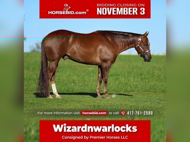 American Quarter Horse Gelding 4 years 15 hh Chestnut in Buffalo