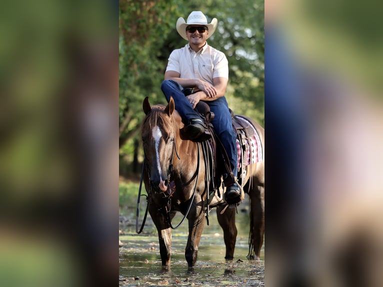 American Quarter Horse Gelding 4 years 15 hh Chestnut in Buffalo