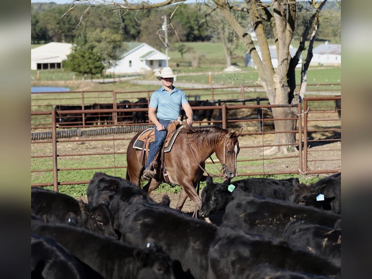 American Quarter Horse Gelding 4 years 15 hh Chestnut in Buffalo American Quarter Horse Gelding 4 years 15 hh Chestnut in Buffalo