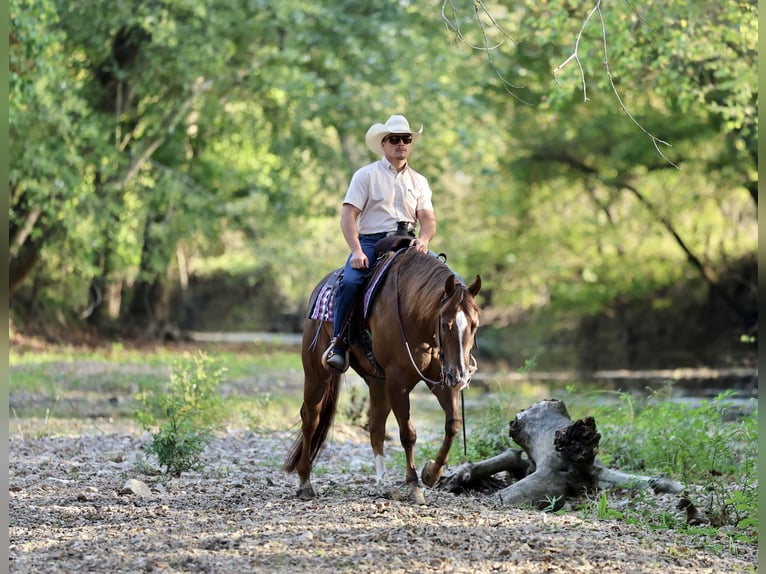American Quarter Horse Gelding 4 years 15 hh Chestnut in Buffalo American Quarter Horse Gelding 4 years 15 hh Chestnut in Buffalo