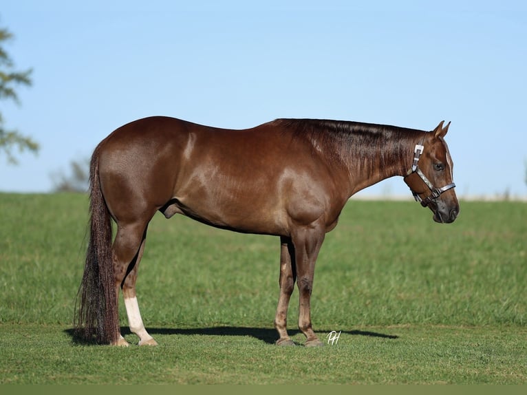American Quarter Horse Gelding 4 years 15 hh Chestnut in Buffalo American Quarter Horse Gelding 4 years 15 hh Chestnut in Buffalo