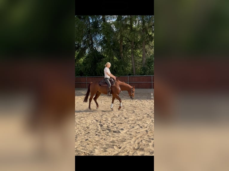American Quarter Horse Gelding 4 years 15 hh Chestnut in Todenbüttel