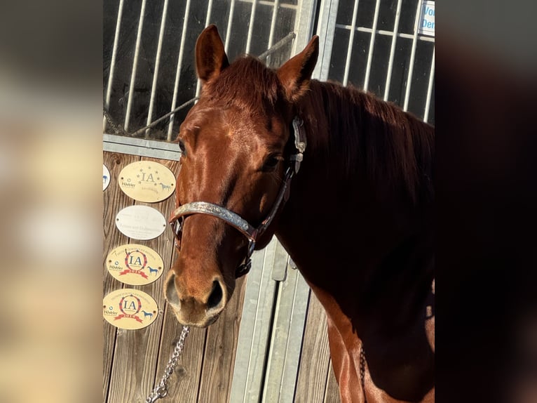 American Quarter Horse Gelding 4 years 15 hh Chestnut in Todenbüttel
