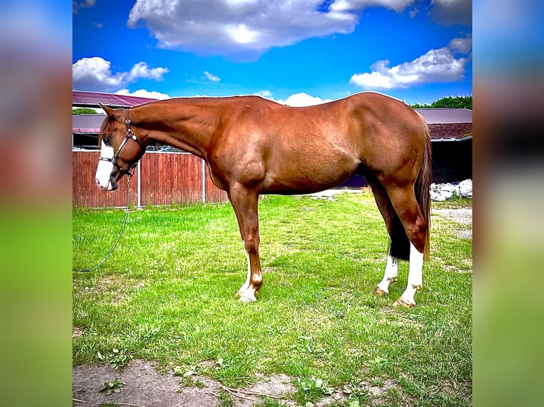 American Quarter Horse Gelding 4 years 15 hh Chestnut-Red in Steyerberg Deblinghausen
