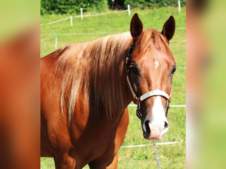 American Quarter Horse Gelding 4 years 15 hh Chestnut-Red in Schierling