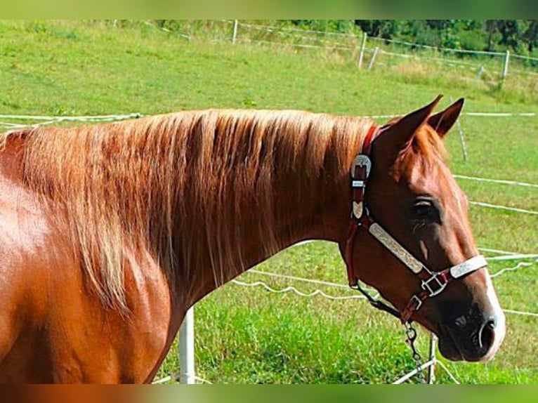 American Quarter Horse Gelding 4 years 15 hh Chestnut-Red in Schierling