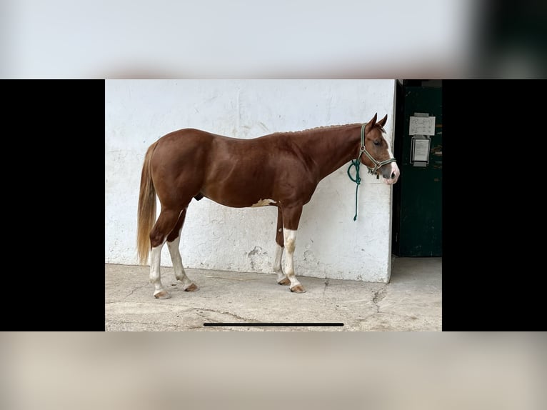 American Quarter Horse Gelding 4 years 15 hh Chestnut-Red in Weyersheim