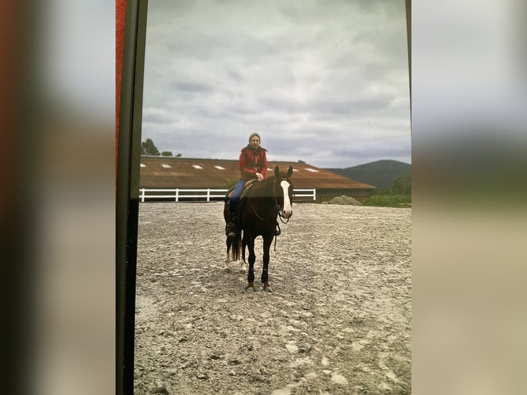 American Quarter Horse Gelding 4 years 15 hh Chestnut-Red in Bad hersfeld
