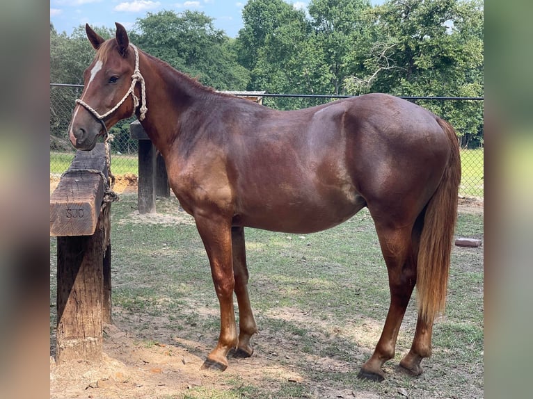 American Quarter Horse Gelding 4 years 15 hh Chestnut in Brierfield Al