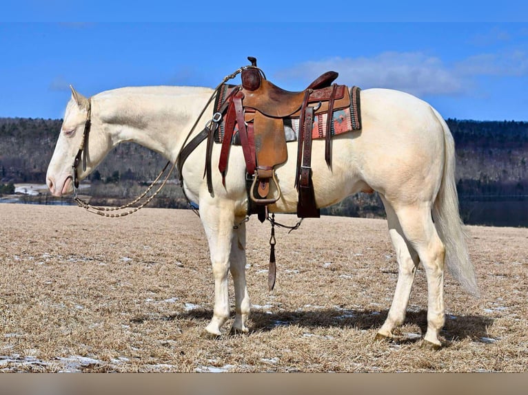 American Quarter Horse Gelding 4 years 15 hh Cremello in Rebersburg, PA