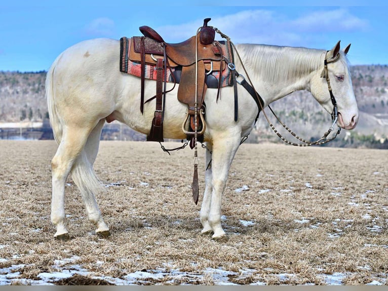 American Quarter Horse Gelding 4 years 15 hh Cremello in Rebersburg, PA