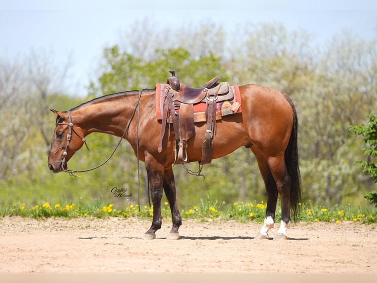 American Quarter Horse Gelding 4 years 15 hh Dun in Bellevue