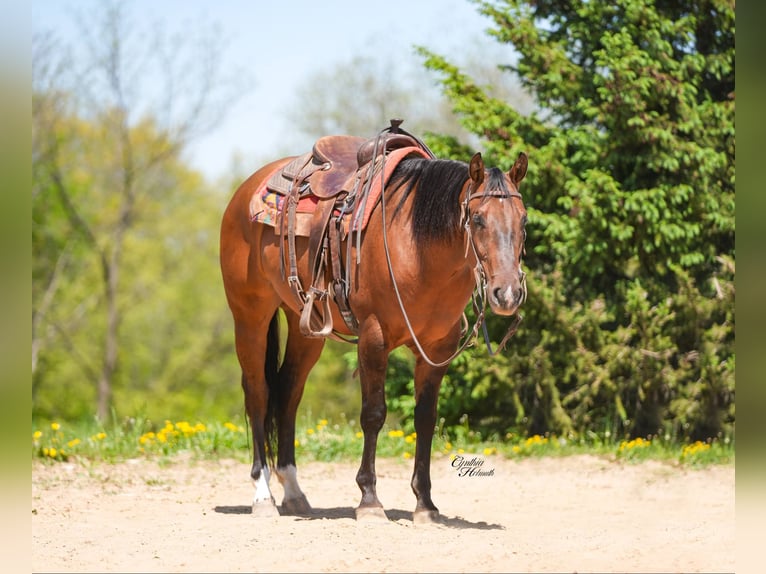 American Quarter Horse Gelding 4 years 15 hh Dun in Bellevue