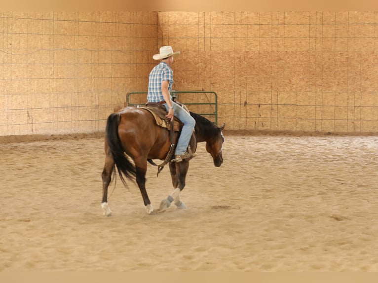American Quarter Horse Gelding 4 years 15 hh Dun in Bellevue