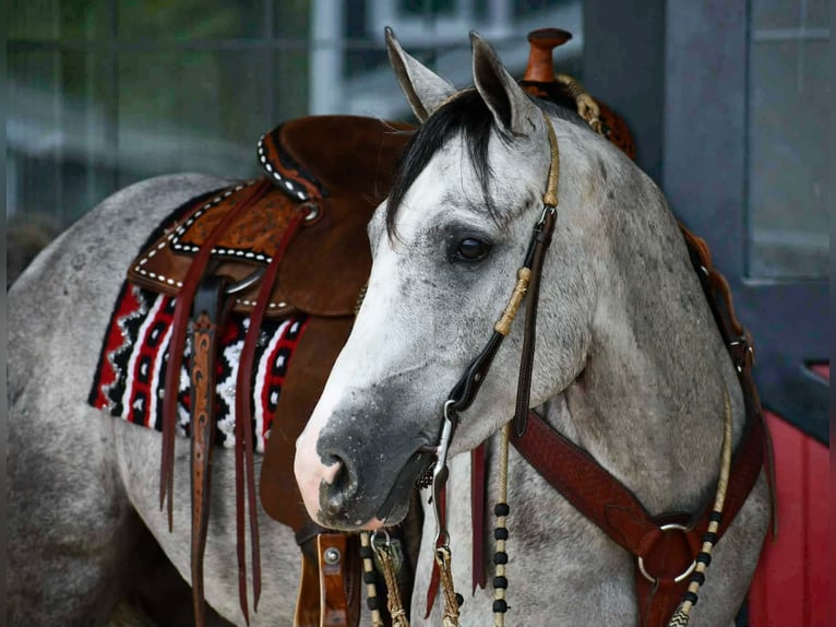 American Quarter Horse Gelding 4 years 15 hh Grey-Dapple in Rebersburg