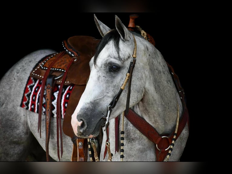 American Quarter Horse Gelding 4 years 15 hh Grey-Dapple in Rebersburg