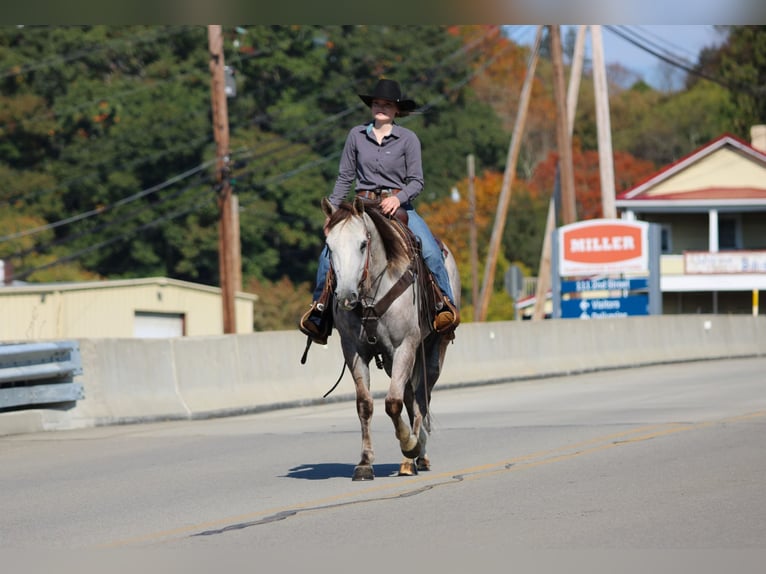 American Quarter Horse Gelding 4 years 15 hh Grey in Clarion