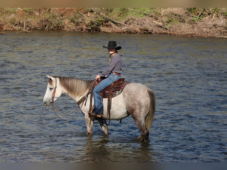 American Quarter Horse Gelding 4 years 15 hh Grey in Clarion