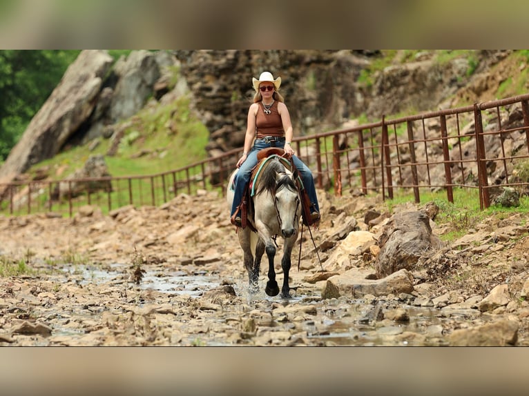 American Quarter Horse Gelding 4 years 15 hh Grey in Quitman
