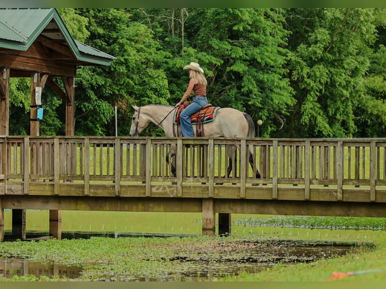 American Quarter Horse Gelding 4 years 15 hh Grey in Quitman