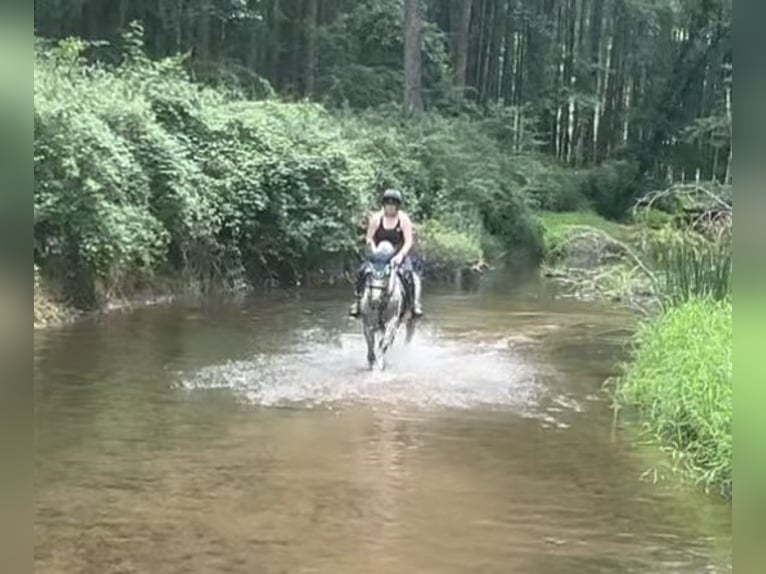 American Quarter Horse Gelding 4 years 15 hh Grey in Street, MD