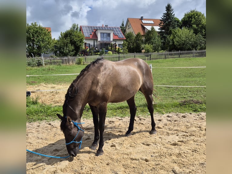 American Quarter Horse Gelding 4 years 15 hh Grullo in Tann
