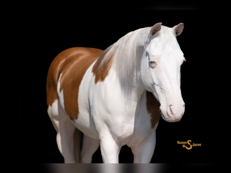 American Quarter Horse Gelding 4 years 15 hh Palomino in Bogard, MO