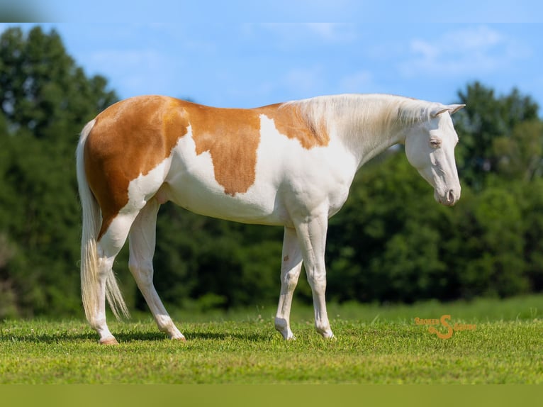 American Quarter Horse Gelding 4 years 15 hh Palomino in Bogard, MO