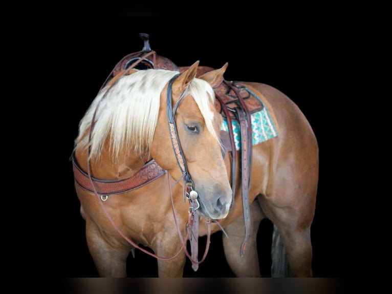 American Quarter Horse Gelding 4 years 15 hh Palomino in Clarion, PA