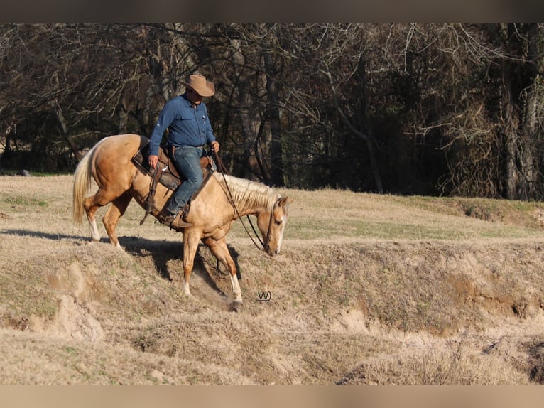 American Quarter Horse Gelding 4 years 15 hh Palomino in Carthage, TX