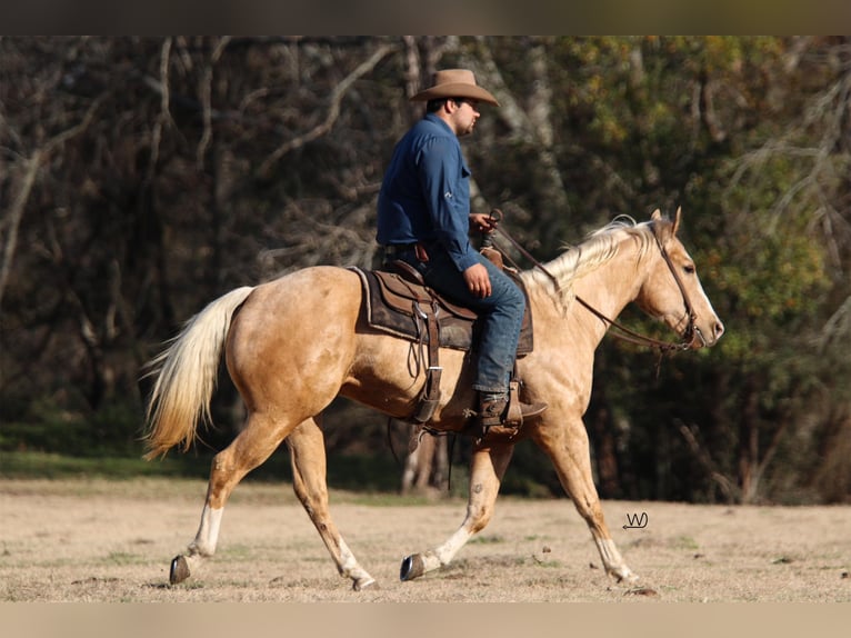 American Quarter Horse Gelding 4 years 15 hh Palomino in Carthage, TX