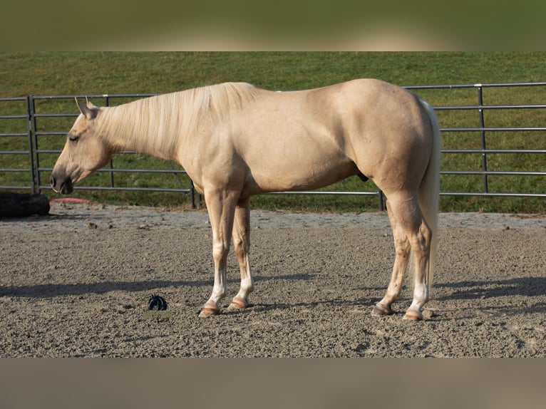American Quarter Horse Gelding 4 years 15 hh Palomino in Fredericksburg, OH