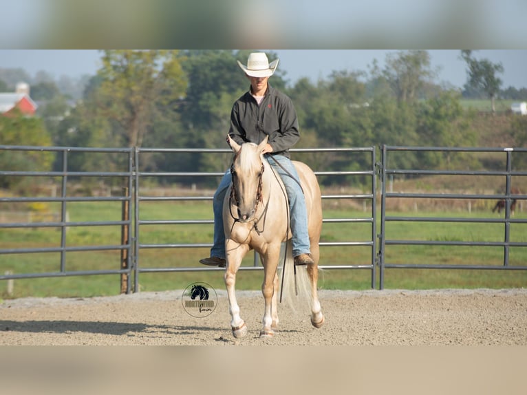 American Quarter Horse Gelding 4 years 15 hh Palomino in Fredericksburg, OH