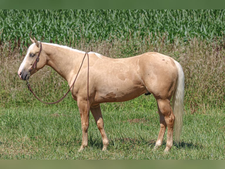 American Quarter Horse Gelding 4 years 15 hh Palomino in Henderson