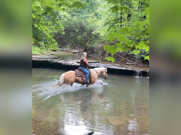 American Quarter Horse Gelding 4 years 15 hh Palomino in Henderson