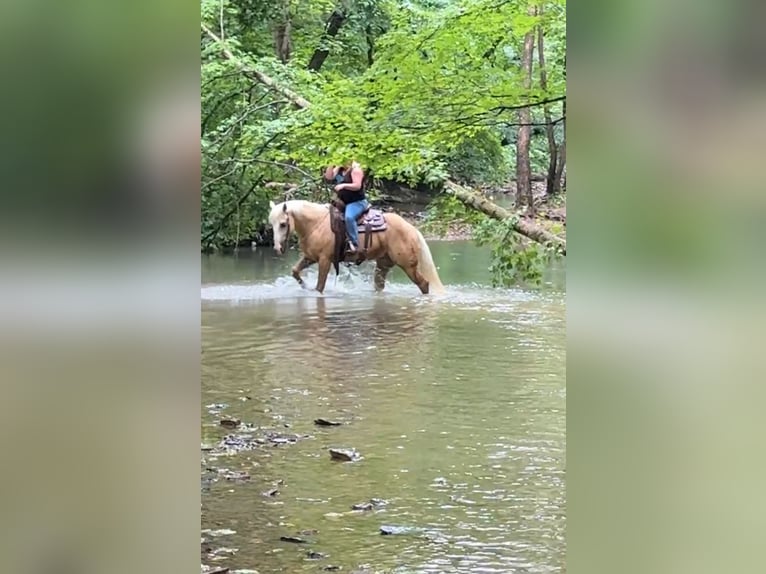 American Quarter Horse Gelding 4 years 15 hh Palomino in Henderson