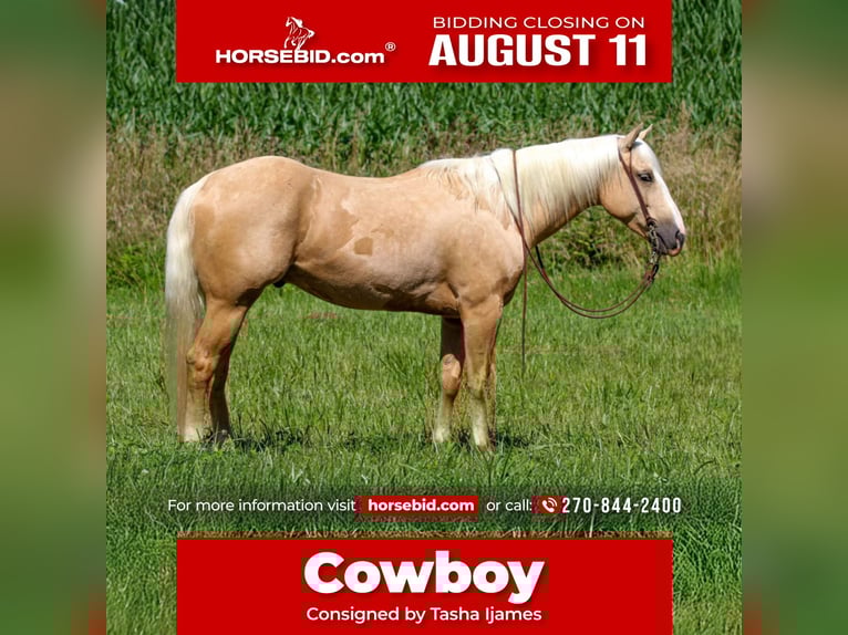 American Quarter Horse Gelding 4 years 15 hh Palomino in Henderson
