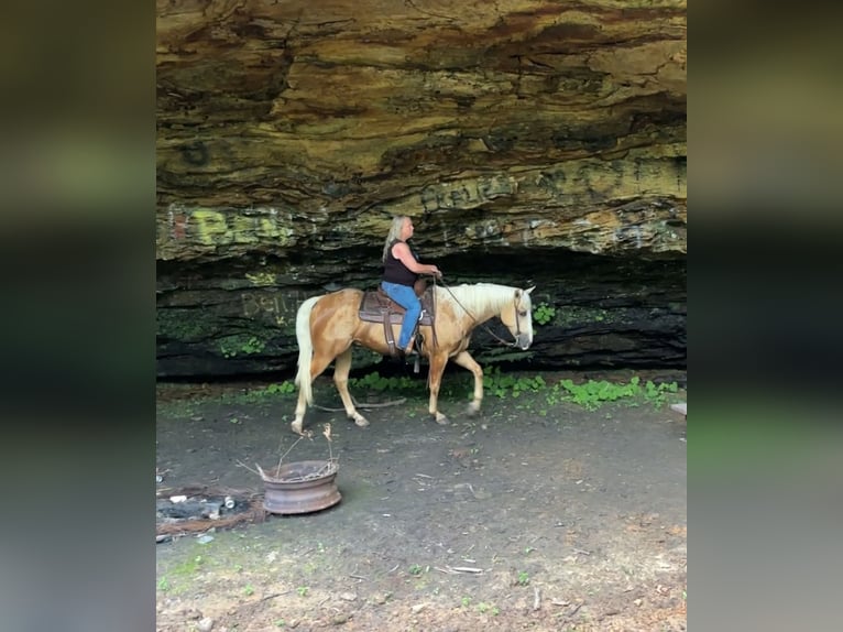 American Quarter Horse Gelding 4 years 15 hh Palomino in Henderson
