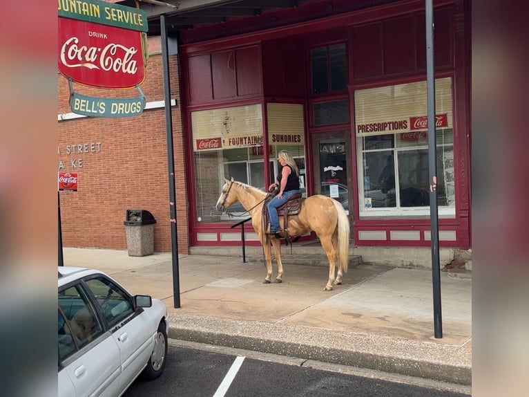 American Quarter Horse Gelding 4 years 15 hh Palomino in Henderson