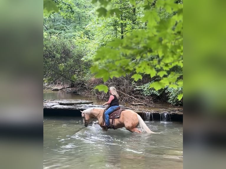 American Quarter Horse Gelding 4 years 15 hh Palomino in Henderson