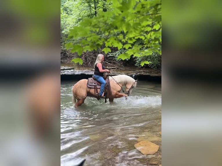 American Quarter Horse Gelding 4 years 15 hh Palomino in Henderson