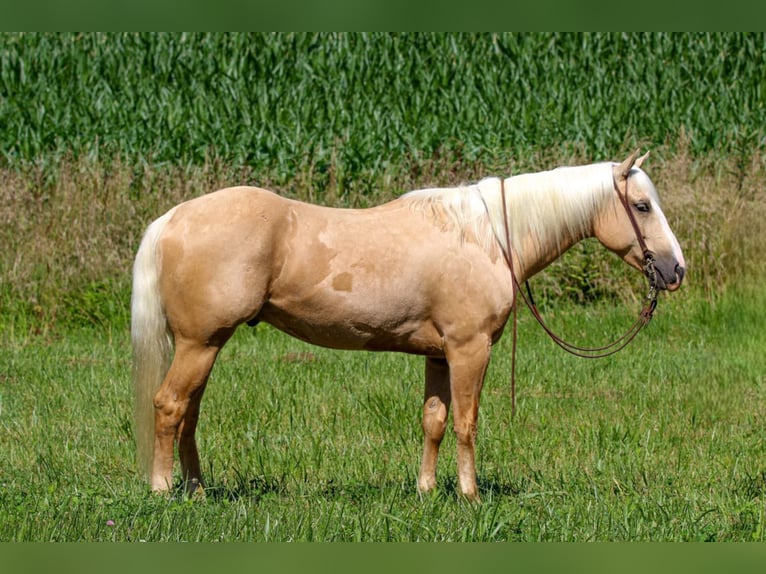 American Quarter Horse Gelding 4 years 15 hh Palomino in Henderson