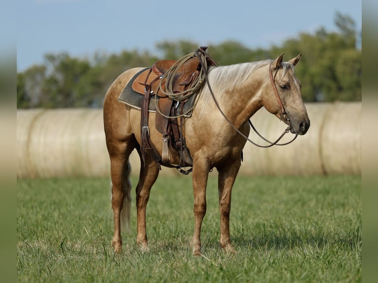 American Quarter Horse Gelding 4 years 15 hh Palomino in Huntsville, TX