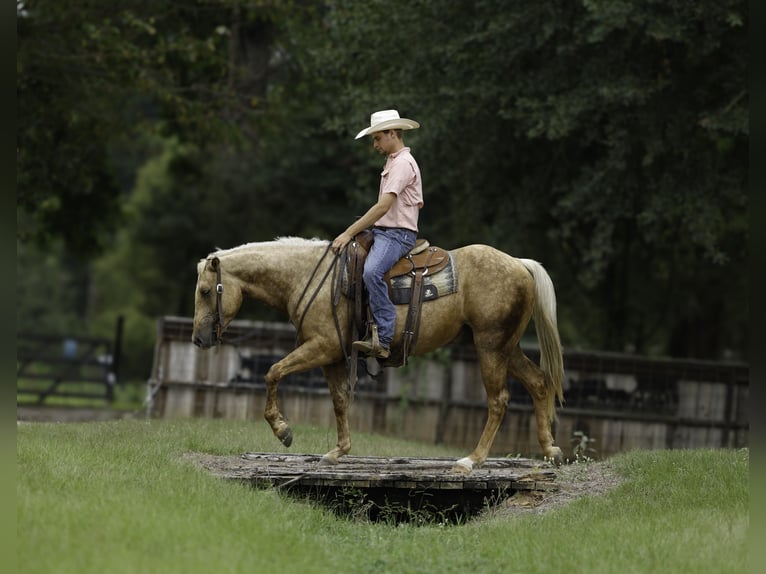 American Quarter Horse Gelding 4 years 15 hh Palomino in Huntsville, TX