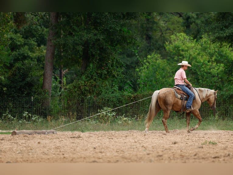 American Quarter Horse Gelding 4 years 15 hh Palomino in Huntsville, TX