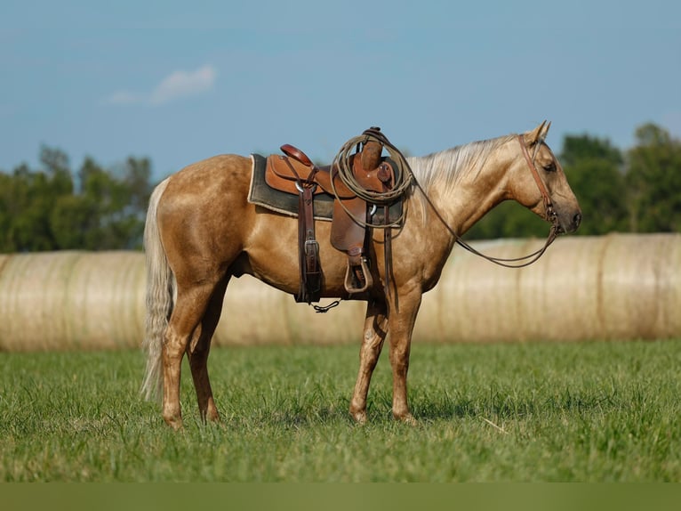 American Quarter Horse Gelding 4 years 15 hh Palomino in Huntsville, TX