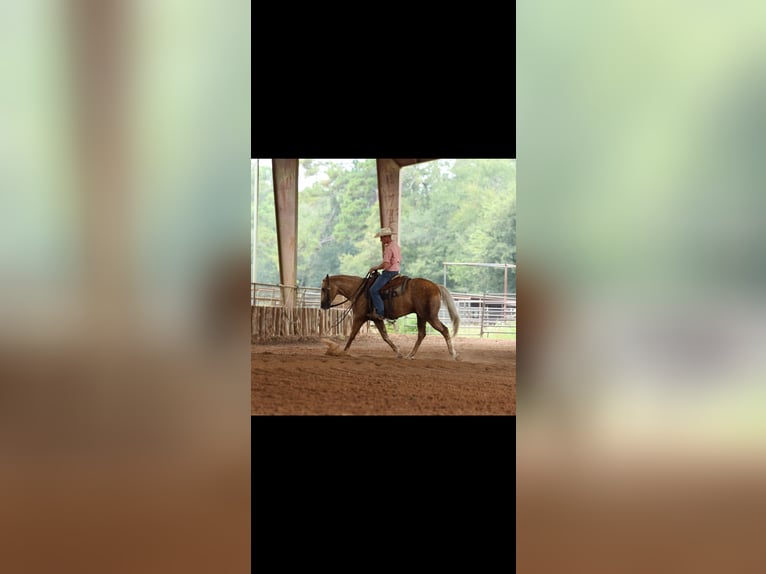 American Quarter Horse Gelding 4 years 15 hh Palomino in Huntsville, TX