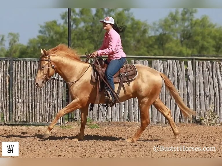 American Quarter Horse Gelding 4 years 15 hh Palomino in Weatherford TX