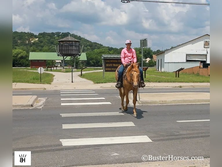 American Quarter Horse Gelding 4 years 15 hh Palomino in Weatherford TX