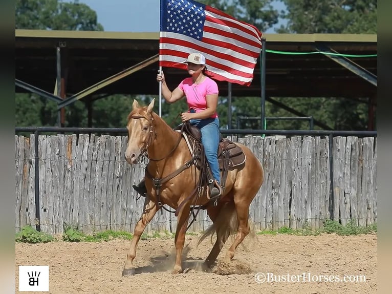 American Quarter Horse Gelding 4 years 15 hh Palomino in Weatherford TX